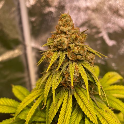 Special Queen #1 growlog timeline photo