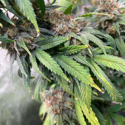 Special Queen #1 growlog timeline photo