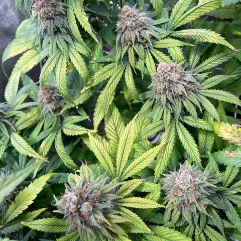 Special Queen #1 growlog timeline photo