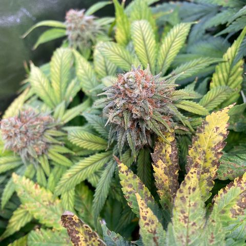 Special Queen #1 growlog timeline photo