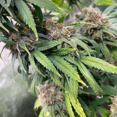 Special Queen #1 growlog timeline photo