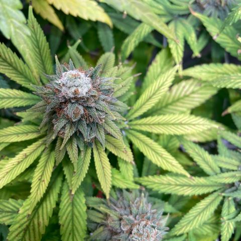 Special Queen #1 growlog timeline photo