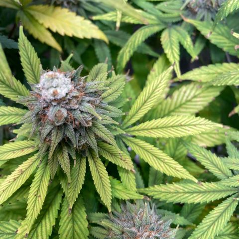 Special Queen #1 growlog timeline photo