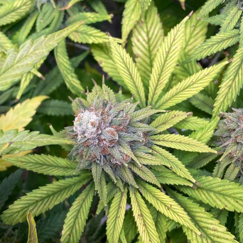 Special Queen #1 growlog timeline photo