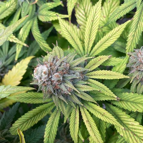 Special Queen #1 growlog timeline photo