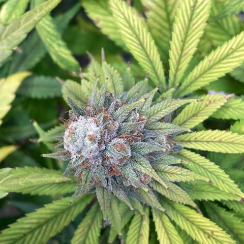 Special Queen #1 growlog timeline photo