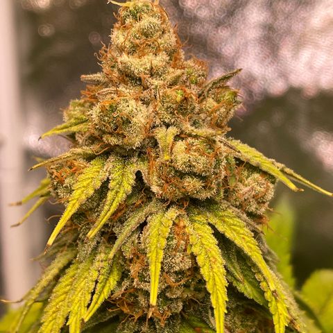 Special Queen #1 growlog timeline photo