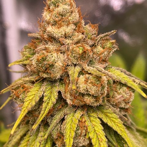 Special Queen #1 growlog timeline photo