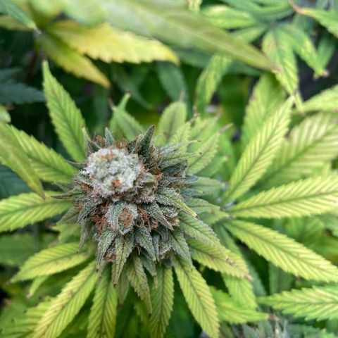 Special Queen #1 growlog timeline photo