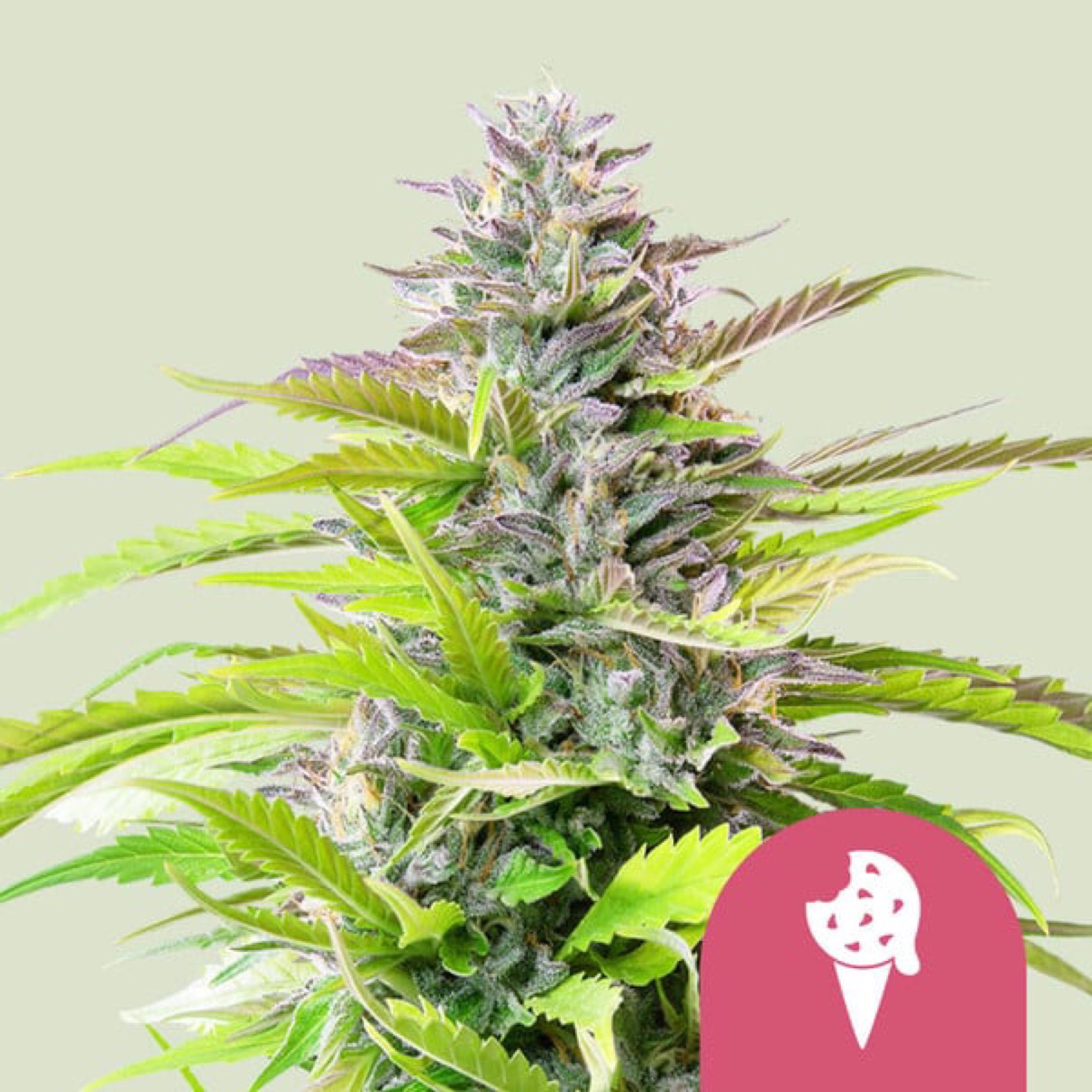 Cookies Gelato Fem. growlog header