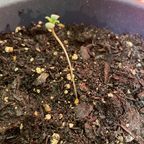 NYC Sour D Auto  growlog timeline photo