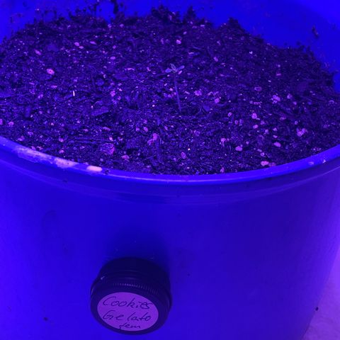 Cookies Gelato Fem. growlog photo: Größerer Topf 20l 💪🏻