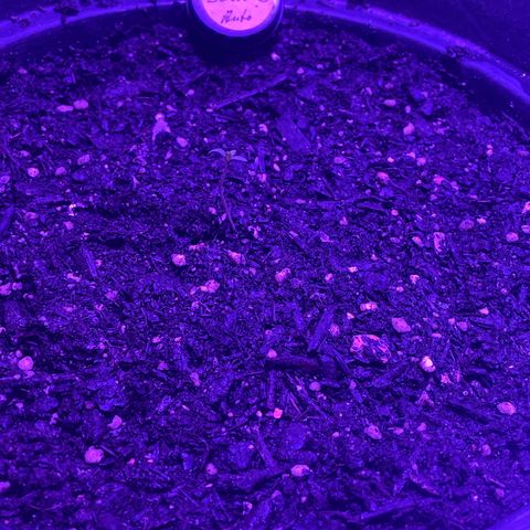 NYC Sour D Auto  growlog photo: Großerer Topf 20l 💪🏻