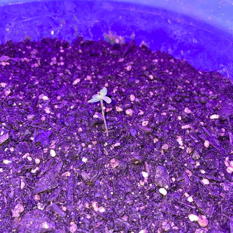 Cookies Gelato Fem. growlog timeline photo