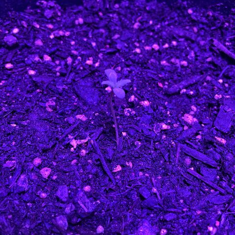 NYC Sour D Auto  growlog timeline photo