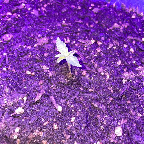 Cookies Gelato Fem. growlog timeline photo