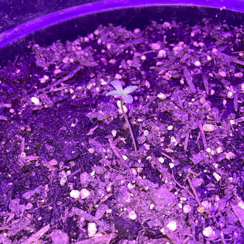 NYC Sour D Auto  growlog timeline photo