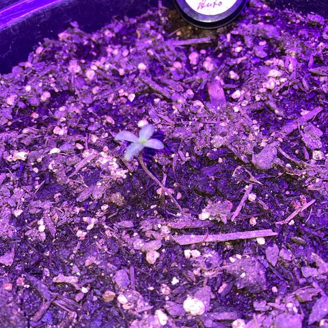 NYC Sour D Auto  growlog timeline photo