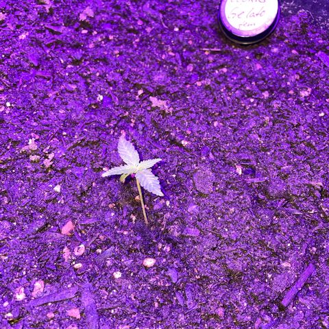 Cookies Gelato Fem. growlog timeline photo