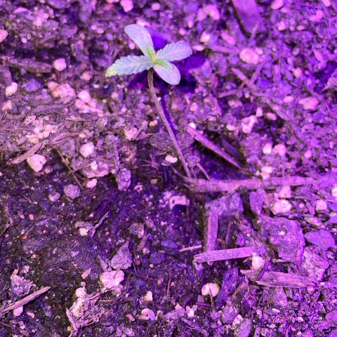 NYC Sour D Auto  growlog timeline photo