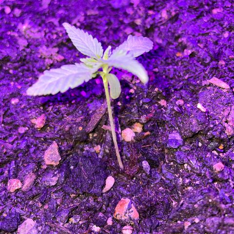 Cookies Gelato Fem. growlog timeline photo