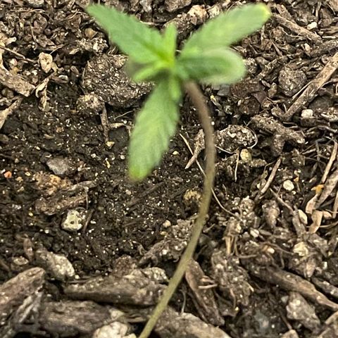 NYC Sour D Auto  growlog timeline photo
