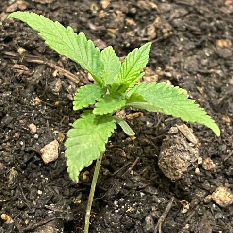 Cookies Gelato Fem. growlog timeline photo