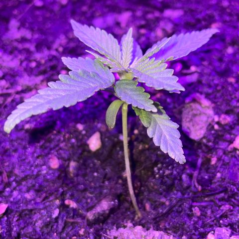 Cookies Gelato Fem. growlog timeline photo