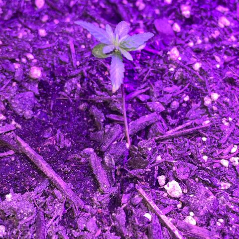 NYC Sour D Auto  growlog timeline photo
