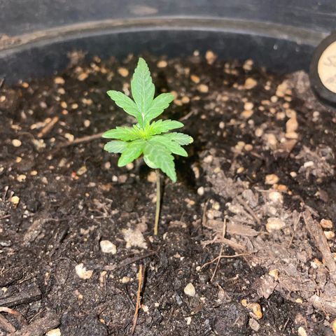 NYC Sour D Auto  growlog timeline photo