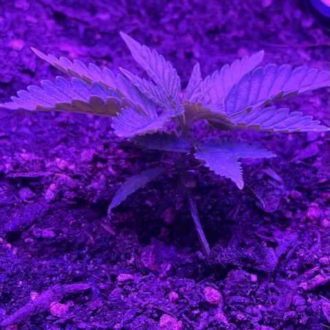 Cookies Gelato Fem. growlog timeline photo