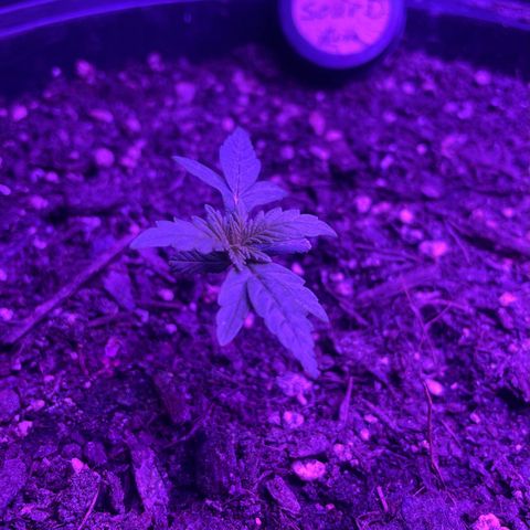 NYC Sour D Auto  growlog timeline photo