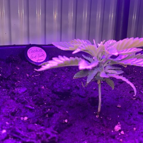 Cookies Gelato Fem. growlog timeline photo