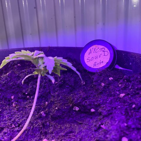 NYC Sour D Auto  growlog timeline photo