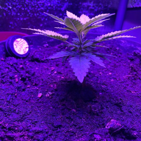 NYC Sour D Auto  growlog timeline photo