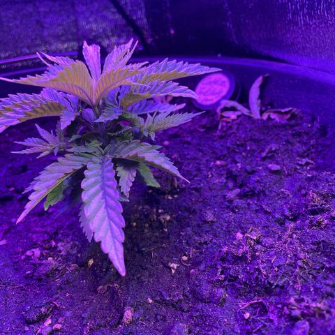 Cookies Gelato Fem. growlog timeline photo