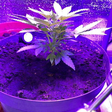 NYC Sour D Auto  growlog timeline photo