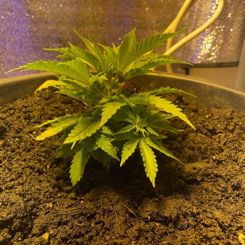 Cookies Gelato Fem. growlog timeline photo