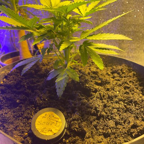 NYC Sour D Auto  growlog timeline photo