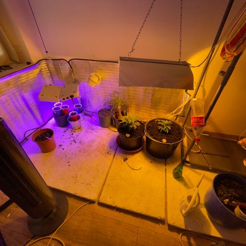 Cookies Gelato Fem. growlog timeline photo