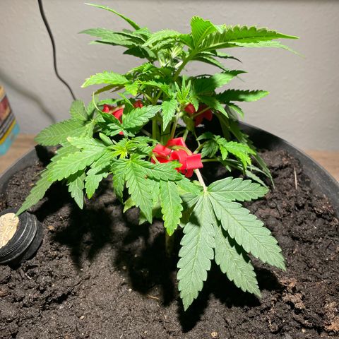 NYC Sour D Auto  growlog timeline photo