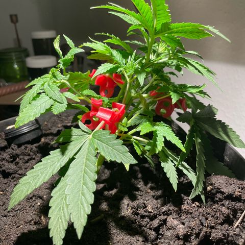 NYC Sour D Auto  growlog timeline photo