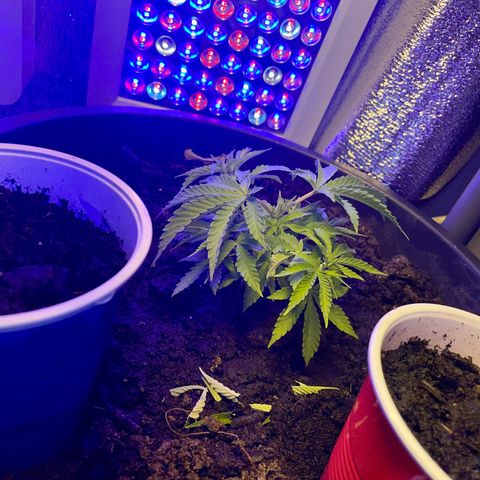 Cookies Gelato Fem. growlog photo: Getopped und geklonted 🫶🏻