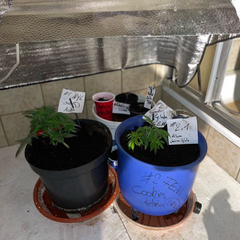 Cookies Gelato Fem. growlog timeline photo