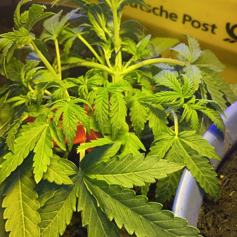 NYC Sour D Auto  growlog photo: 🥰🥰🥰LST🫶🏻🫶🏻🫶🏻