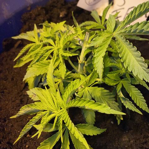 Cookies Gelato Fem. growlog photo: Topping ❤️‍🔥🫶🏻 LST 