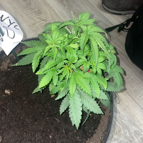 NYC Sour D Auto  growlog timeline photo