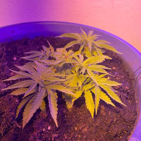 Cookies Gelato Fem. growlog timeline photo
