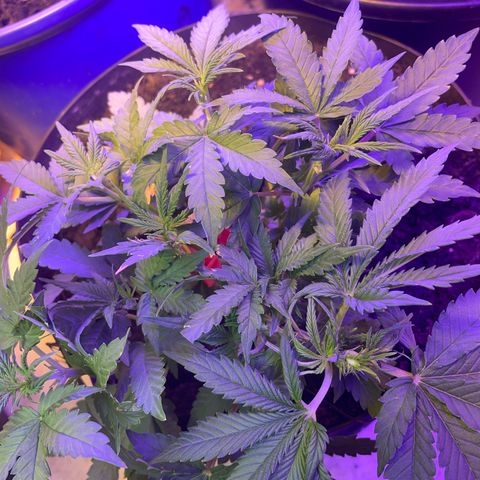 NYC Sour D Auto  growlog timeline photo