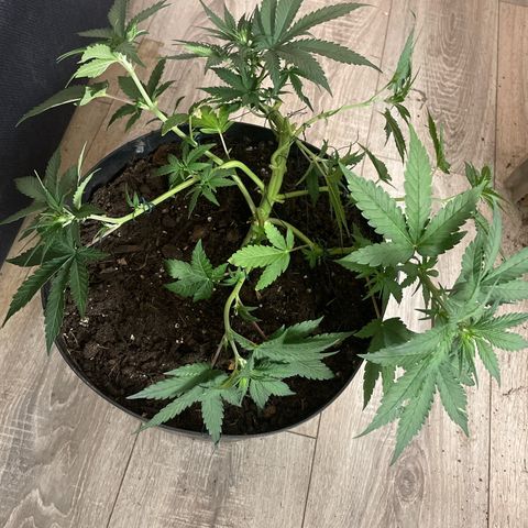 NYC Sour D Auto  growlog timeline photo